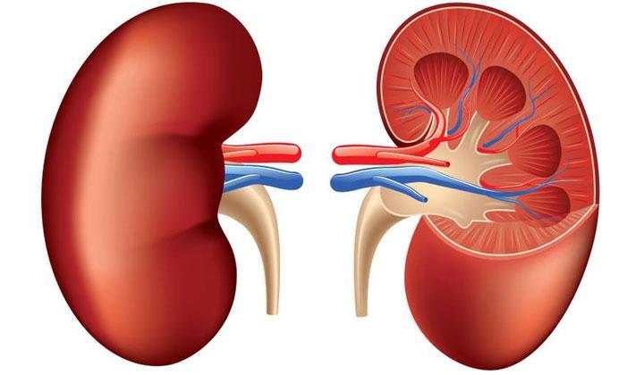 Tips Menjaga Ginjal Tetap Sehat